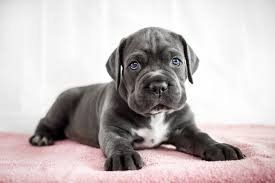 Things You Need to Know Before Owning a Cane Corso Puppy